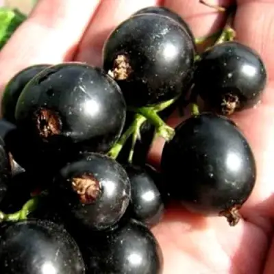 Смородина чёрная ЧЕРЕШНЁВАЯ в Горках