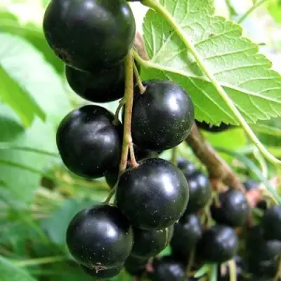 Смородина черная ЧЕРНООКАЯ в Горках