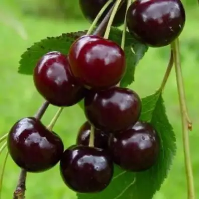 Вишня ЛАСУХА в Горках