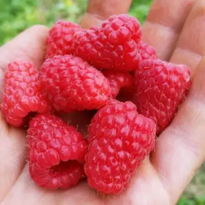 Малина ТУЛАМИН в Горках