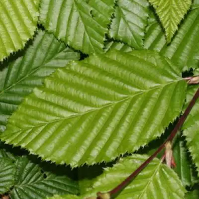 Граб японский в Горках