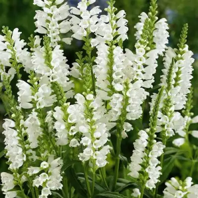 Физостегия АЛЬБА виргинская в Горках