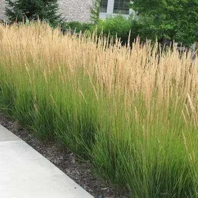 Вейник КАРЛ ФОРСТЕР остроцветковый в Горках