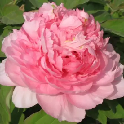 Пион ИМПЕРАТОРСКАЯ НАЛОЖНИЦА древовидный в Горках