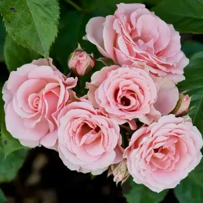 Роза КЛАССИК ЛИДИЯ спрей в Горках