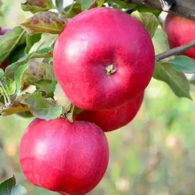 Яблоня АЙДАРЕД в Горках
