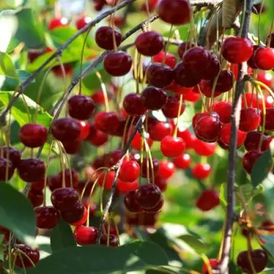 Вишня БРУСНИЦЫНА степная в Горках