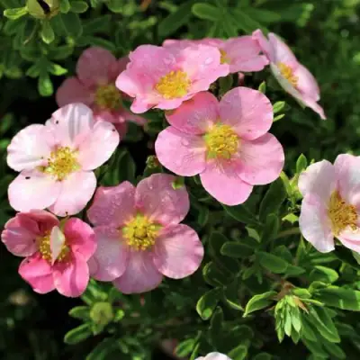 Лапчатка ЛАВЛИ ПИНК кустарниковая в Горках