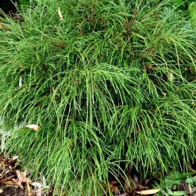 Туя ВИПКОРД складчатая в Горках