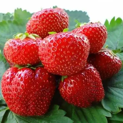 Клубника ВИМА ЗАНТА в Горках