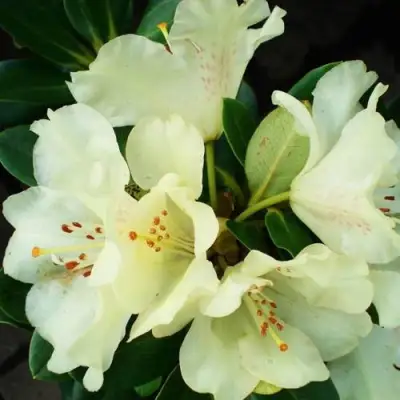 Рододендрон ГОЛДКРОН в Горках