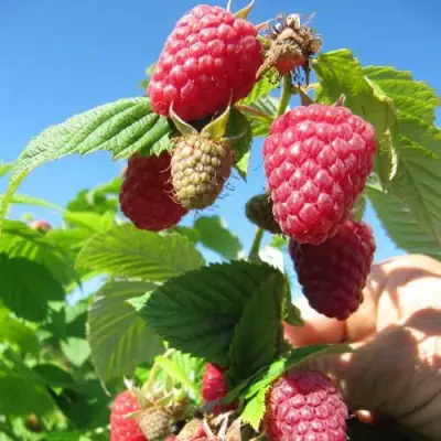 Малина ЕВРАЗИЯ в Горках