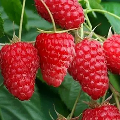 Малина КАСКАД ДЕЛАЙТ в Горках