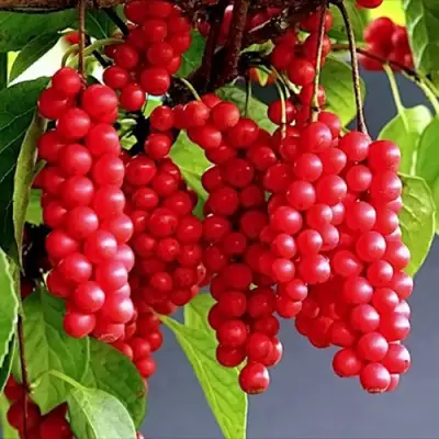 Лимонник САДОВЫЙ 1 китайский  в Горках