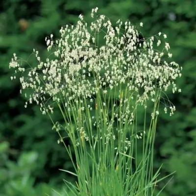 Трясунка средняя в Горках