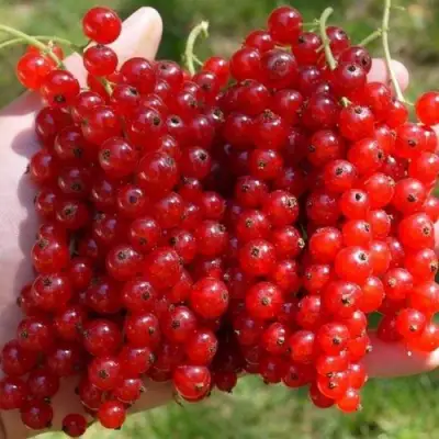 Смородина красная РЕД ПУЛ в Горках