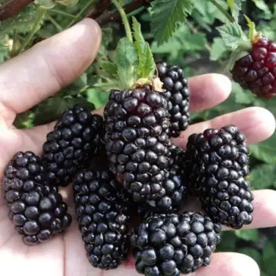 Ежевика ЛОХ НЕСС бесшипная  в Горках