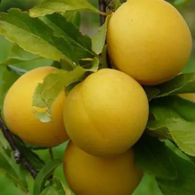 Слива СОЛНЫШКО в Горках