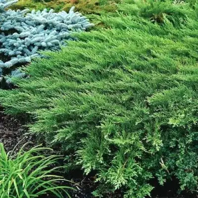 Можжевельник РОКЕРИ ДЖЕМ казацкий  в Горках