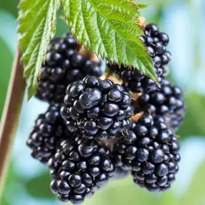 Ежевика БЛЭК САТИН бесшипная  в Горках