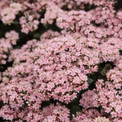 Очиток (седум) МАТРОНА в Горках