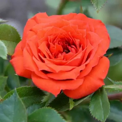 Роза ОРАНЖ ДЖЕВЕЛ миниатюрная в Горках