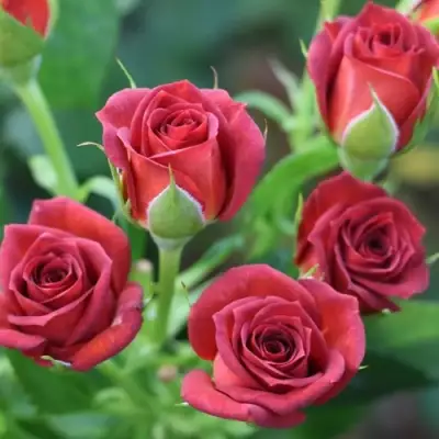 Роза ЧОКОЧИНО спрей в Горках