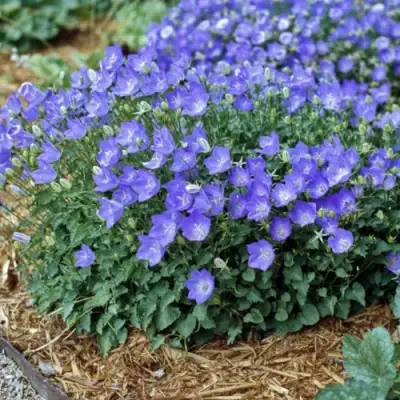 Колокольчик САНТА карпатский в Горках