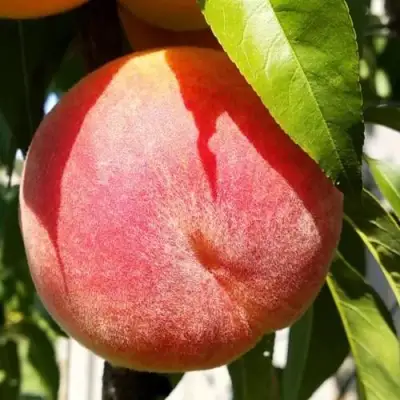 Персик ВАЙН ГОЛД Т3 в Горках