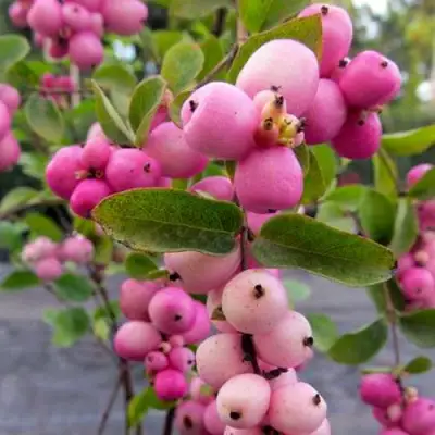 Снежноягодник ФИЕСТА БЕРРИ доренбоза в Горках