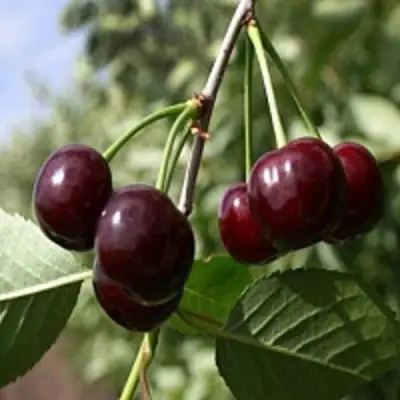 Вишня ВЛАДИМИРСКАЯ в Горках