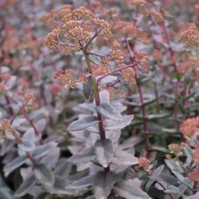 Очиток (седум) РЭЙН КСЕНОКС видный в Горках