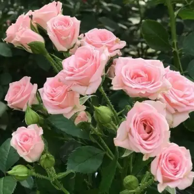 Роза КЛАССИК ЛИДИЯ спрей в Горках