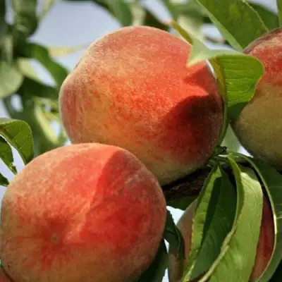 Персик ВУЛКАН в Горках