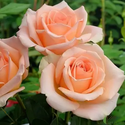 Роза ВЕРСИЛИЯ чайно-гибридная в Горках