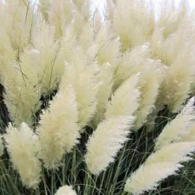 Кортадерия белая (пампасная трава) в Горках