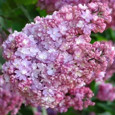 Сирень ПАМЯТЬ О ВЕХОВЕ в Горках