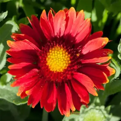 Гайлардия АРИЗОНА РЕД ШЕЙДС в Горках