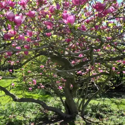 Магнолия СУЛАНЖА в Горках
