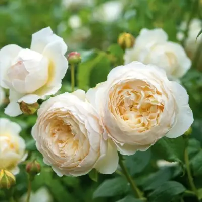 Роза КЛЭР ОСТИН английская в Горках