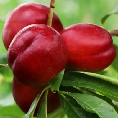 Нектарин КРЫМЧАНИН в Горках