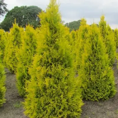Туя САНКИСТ западная в Горках