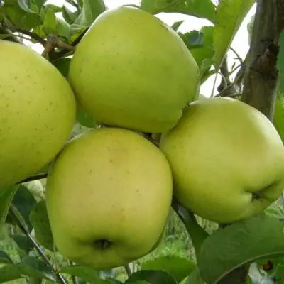 Яблоня КОШТЕЛЯ в Горках