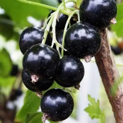 Смородина чёрная ДЕЛИКАТЕСНАЯ в Горках