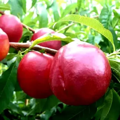 Нектарин ХАРКО в Горках