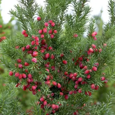 Тис ХИКСИ средний в Горках