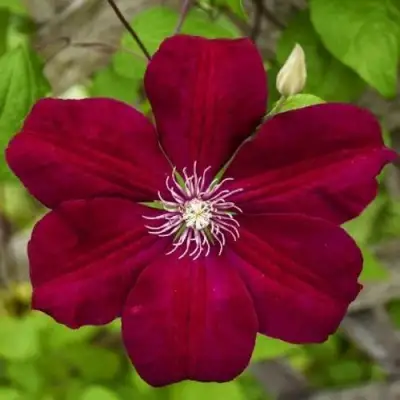 Клематис РУЖ КАРДИНАЛ в Горках