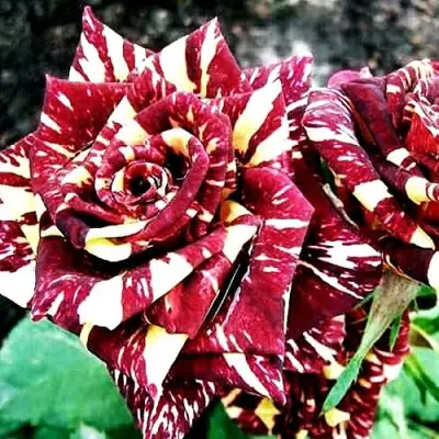 Роза ФОКУС ПОКУС флорибунда в Горках