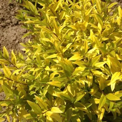 Бирючина АУРЕА обыкновенная в Горках