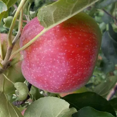 Яблоня АЛЬВА в Горках